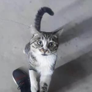 说谎-Nidhogg(翻唱)