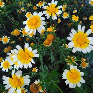 R.（翻自 李子豪）