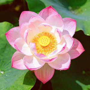 爱染明王心咒 (禅心版)