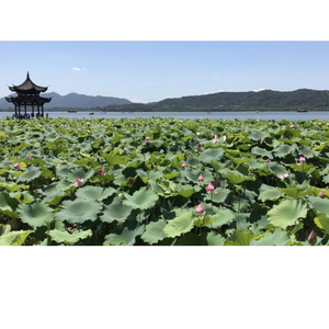 西湖月色