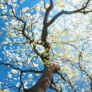 [Free]"春日"-Dream Guitar Type Beat