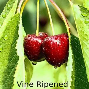 Vine Ripened