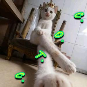 C.O.T.C.