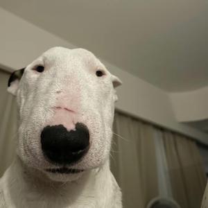 小兔子乖乖之雷霆版