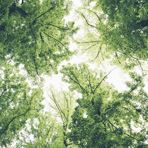 새벽 가로수길(清晨的林荫道)（翻自 백지영）