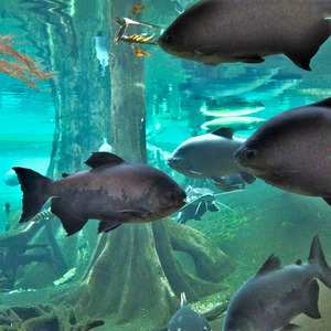 Unterwassergerausche