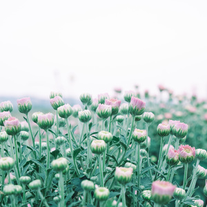 平凡里的烟火 (铃铛曲)