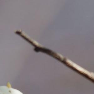 天真的橡皮（轻音乐）