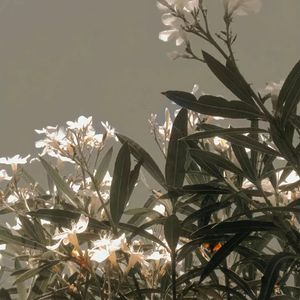 你在我们相识一百天后死去