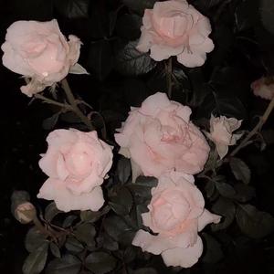 人生苦短（cover.JSore）