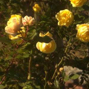 HANA花