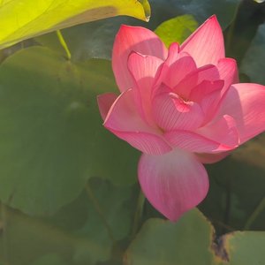 妈咪说我是猪是猪就是猪