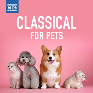 Suite Veneziana in A Minor, Op. 18: II. Barcarola