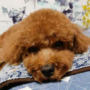 臭臭（我家的狗)