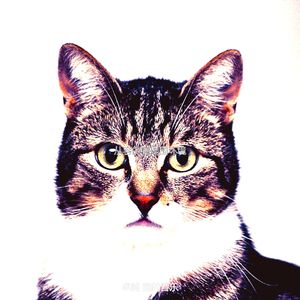 微妙的压力大的猫心情