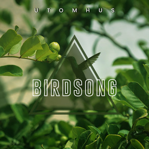 Birds In The Early Morning (Seamless)