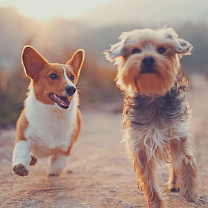 Chilled (Calming Your Dog)