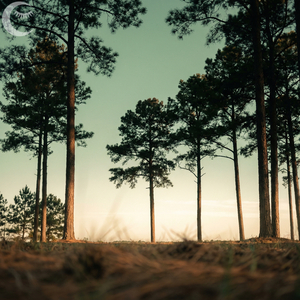 Peaceful Pines Piano