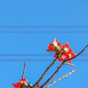 举过头顶的鲜花