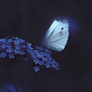 山楂树の恋（翻自 大能人）