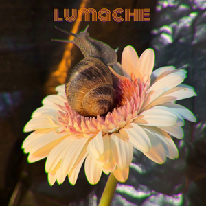 LUMACHE