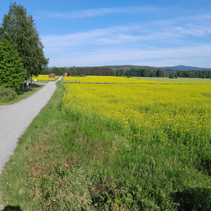 En källa av ljus // I allhelgonatid