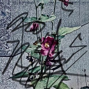 黄昏与清晨相爱的地方（prod by Dopesniper）