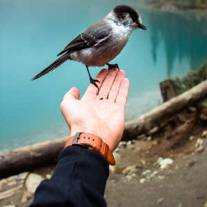 Utang Penak Bayar Angel