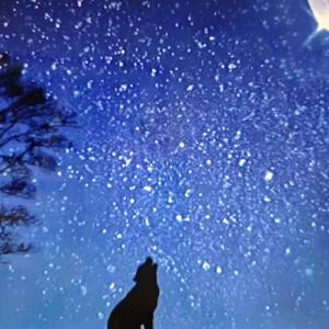 ตราบฟ้ามีดาว