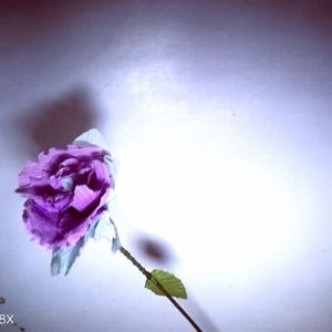 晚夜微雨问海棠