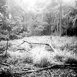 OAKWOOD 01 (Original Mix)