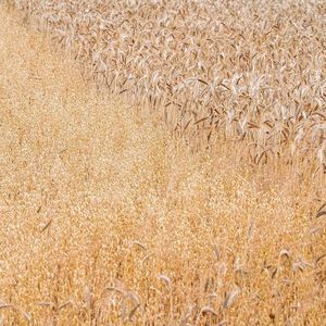 旅途中的灵动琴音