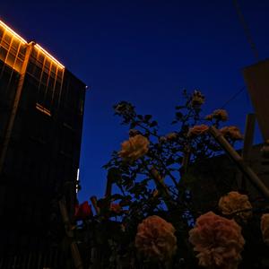 迷人的危险（翻自 Dance Flow）