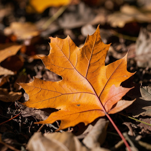 Maple Jazz #3-Cafe Break