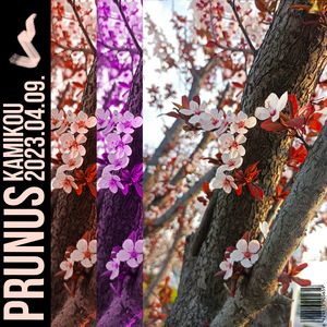 Prunus