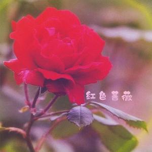 红色蔷薇