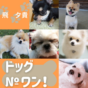 ドッグ№ワン！