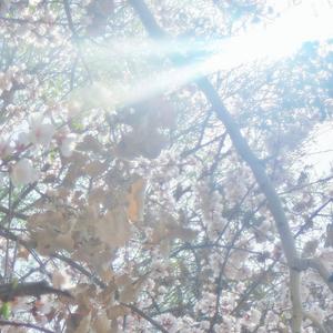 Ambient x jackzebra x Swapa type beat - 杏花