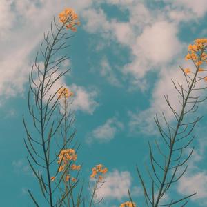 我在昨天的梦里又看到了你（翻自 枯木逢春）