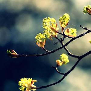 小小树枝有花 (5)