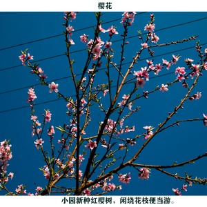 傻瓜不准你难过（翻唱版）