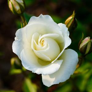 疗愈放松养生（钢片琴）