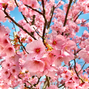 はるのようせい