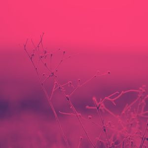 柔和的自然时刻