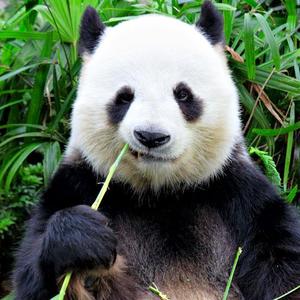 [Free]Panda No Gang.(Prod.by LiWayy)