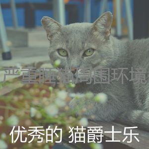 精彩小猫环境