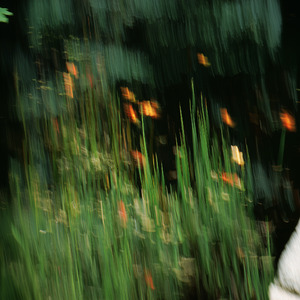 Which side of paradise (paradise lost)