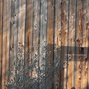 231 D'Angelico New Yorker