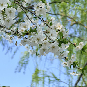 四月天与初夏夜