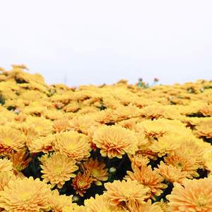 月色也能相谈甚欢